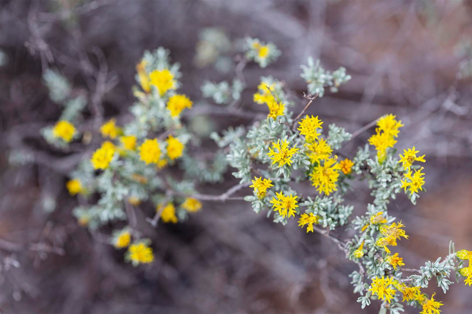 A close view of small yellow flowers on a grey-green Karoo shrub