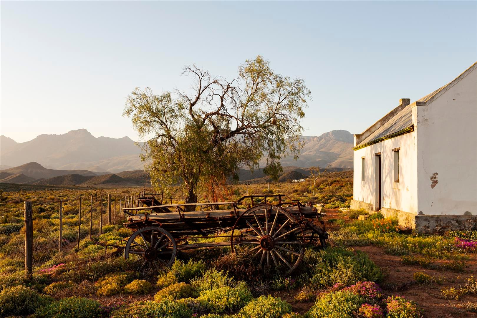 An old whitewashed cottage beside a bare thorn tree and a wooden ox wagon, low mountains behind and flowering scrub in front, in late golden light