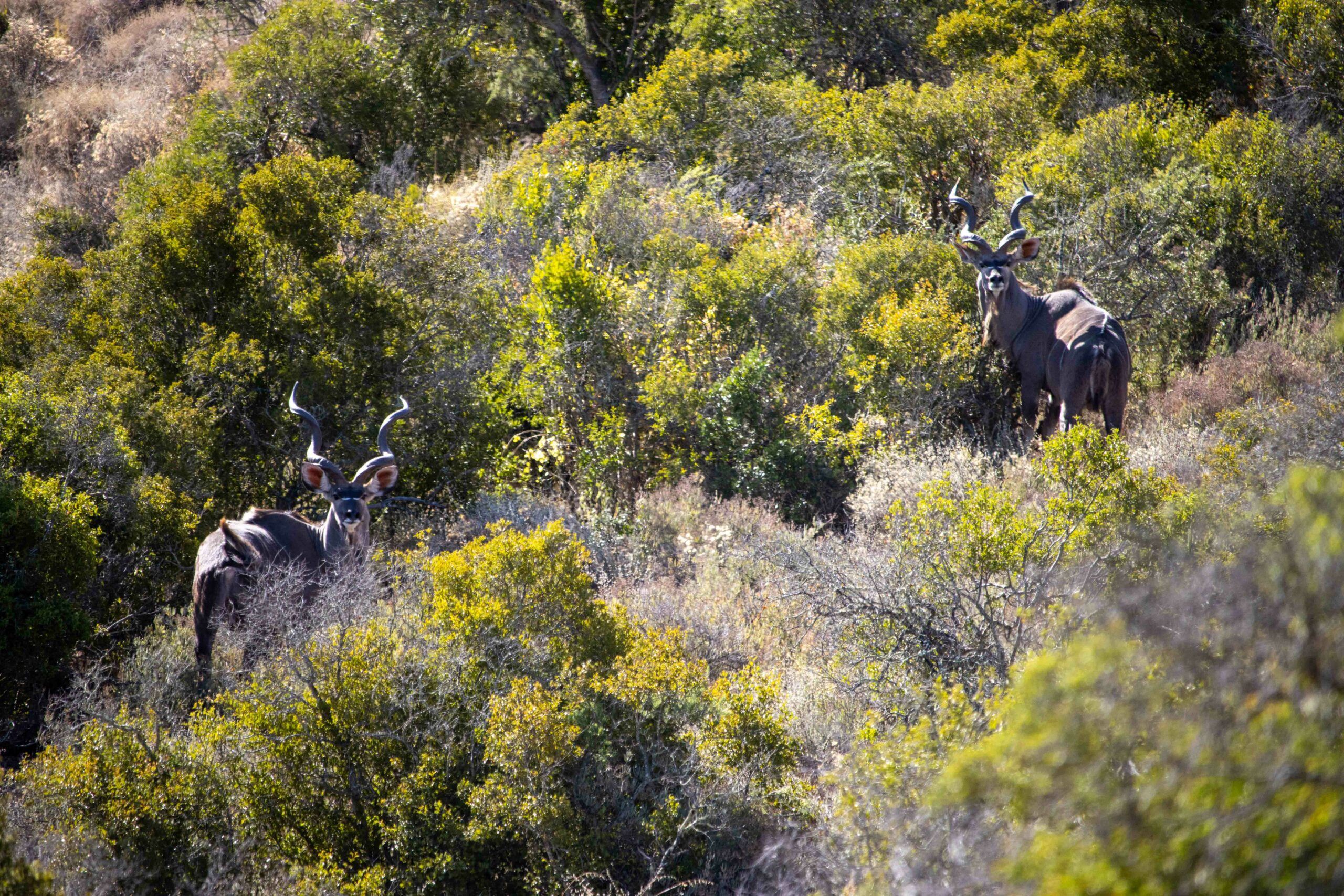 Two kudu bulls with long spiralled horns standing in dense green hillside bush